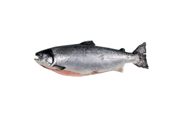 salmon photoshop