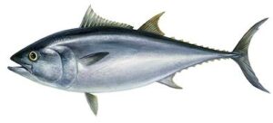 Principales características del atún rojo