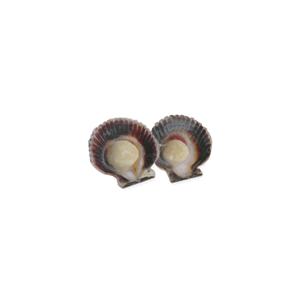 203642 scallop pacific 1 2 shell tray 6 u scaled