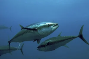 Información y características del atún rojo